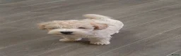 Schnoodle dogs for sale: Beautiful toy schnoodle - Advert 2