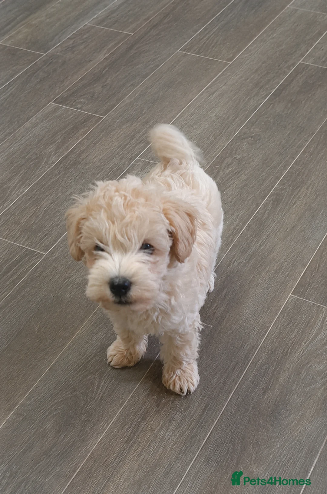 Schnoodle dogs for sale: Beautiful toy schnoodle - Advert 2