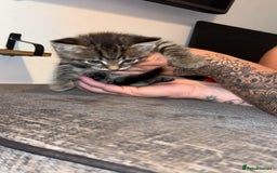 Mixed Breed cats for sale: 4 beautiful kittens  - Image 3