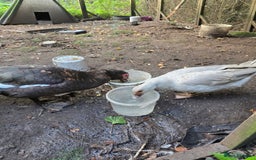 Ducks poultry for sale: Breeding pair of muscovy ducks - Image 2