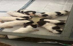 English Springer Spaniel dogs for sale: Working English Springer Spaniels  - Image 4