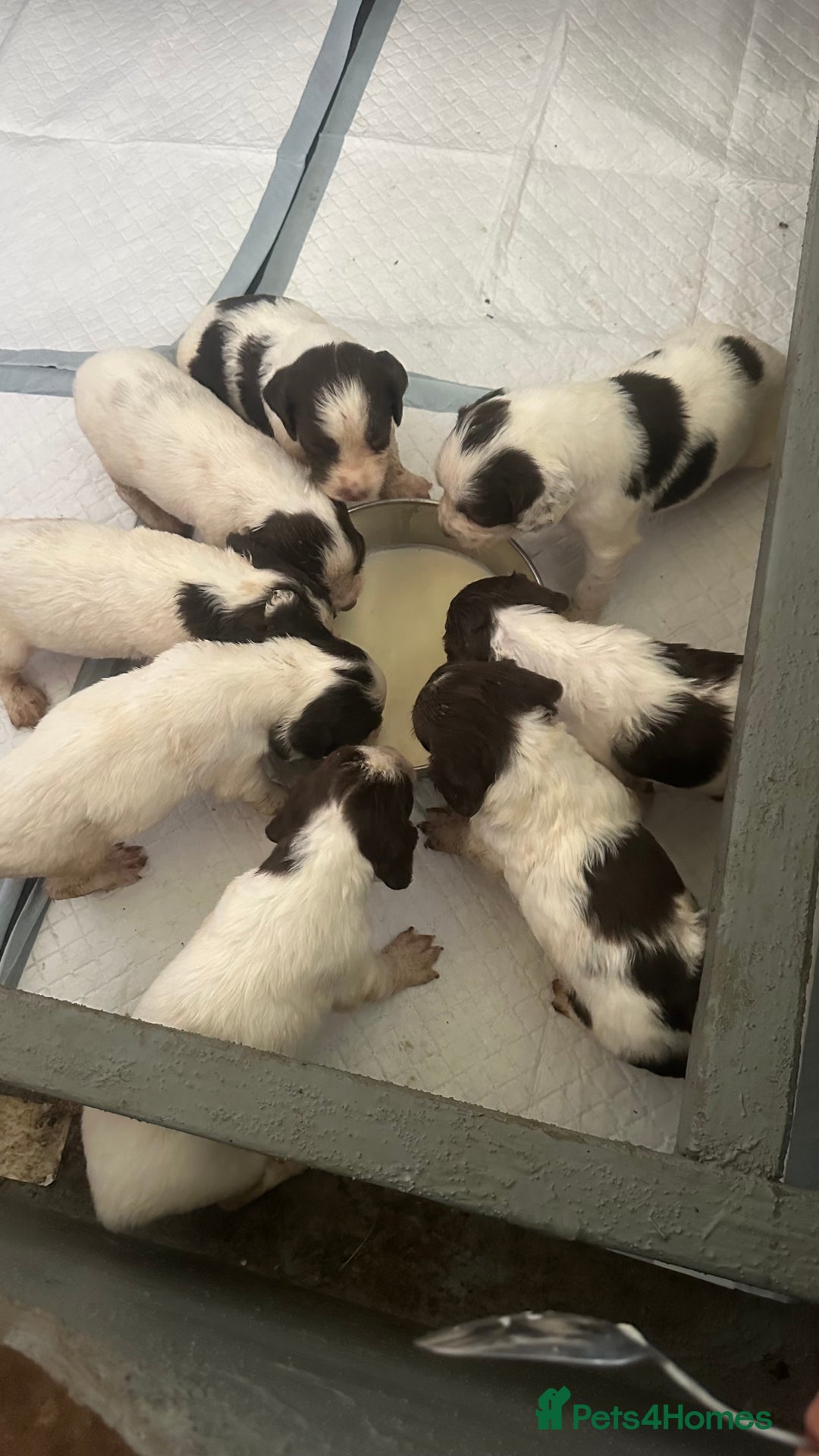 English Springer Spaniel dogs for sale: Working English Springer Spaniels  - Image 4