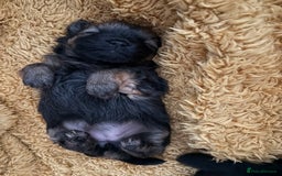 Mixed Breed dogs for sale: Stunning Toy Shihpoo Pom Puppies ready to reserve - Image 13