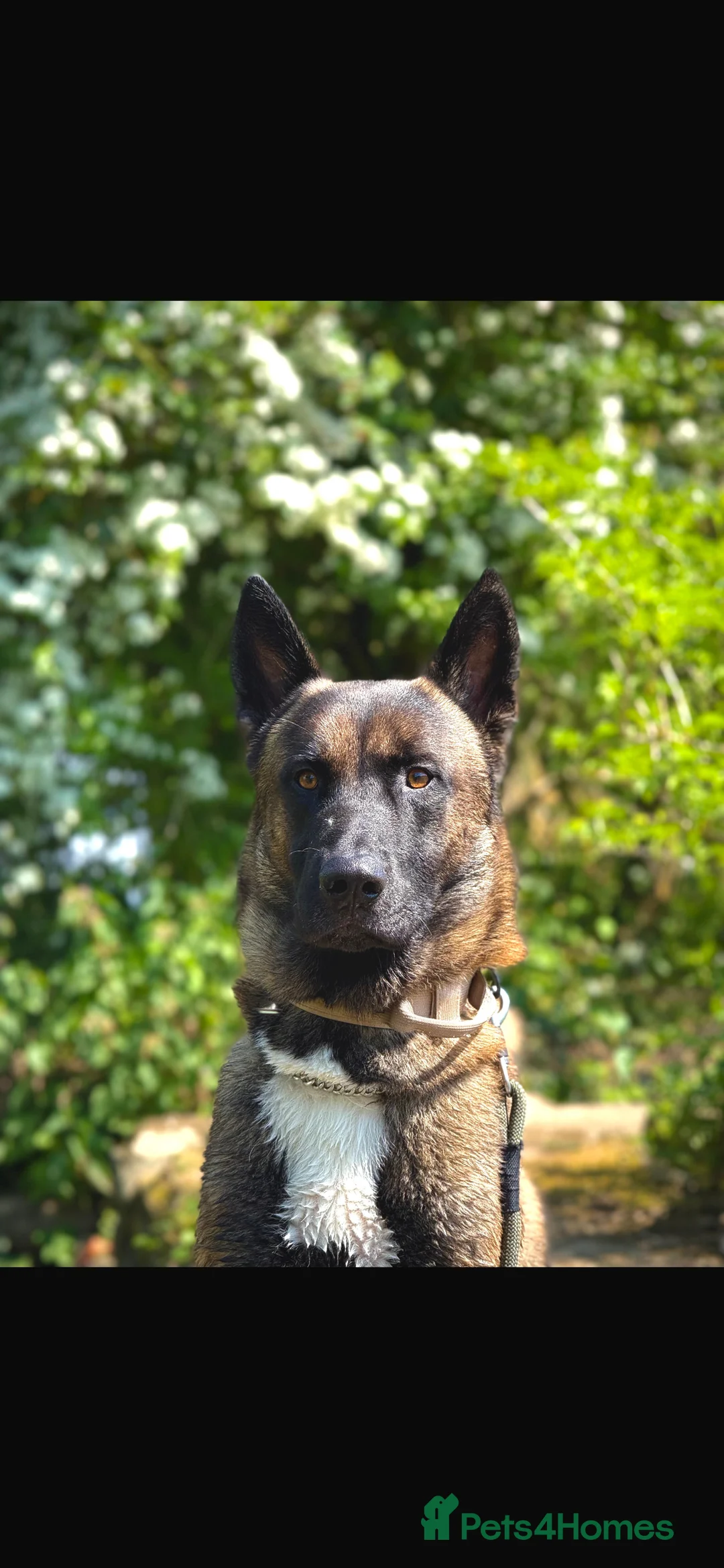 Belgian Shepherd Dog dogs for sale: Chase  - Advert 4