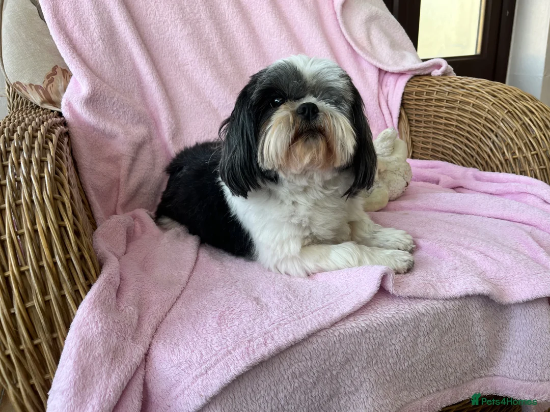 Shih Tzu dogs for sale: Loving ShihTzu  - Advert 9