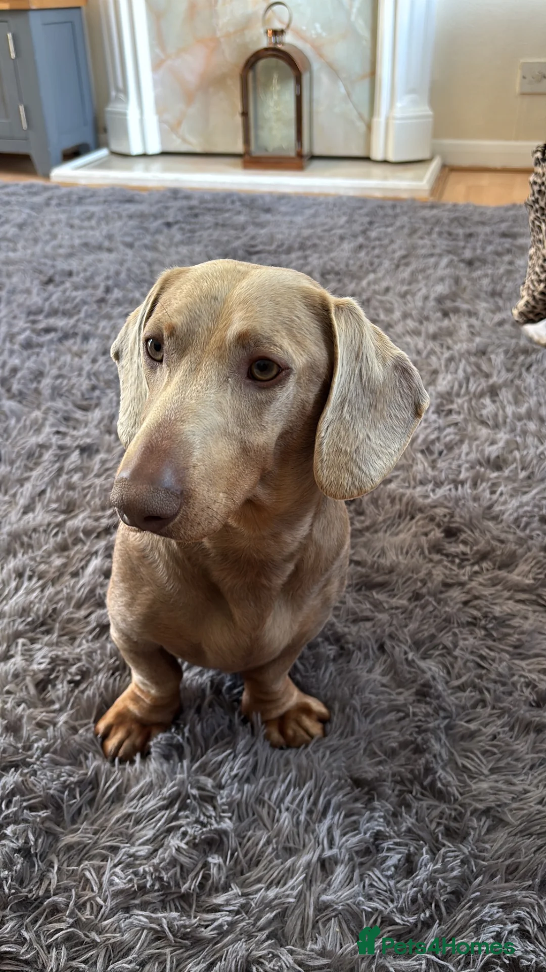 Dachshund dogs for sale: Isabella and tan male daschund  - Advert 1
