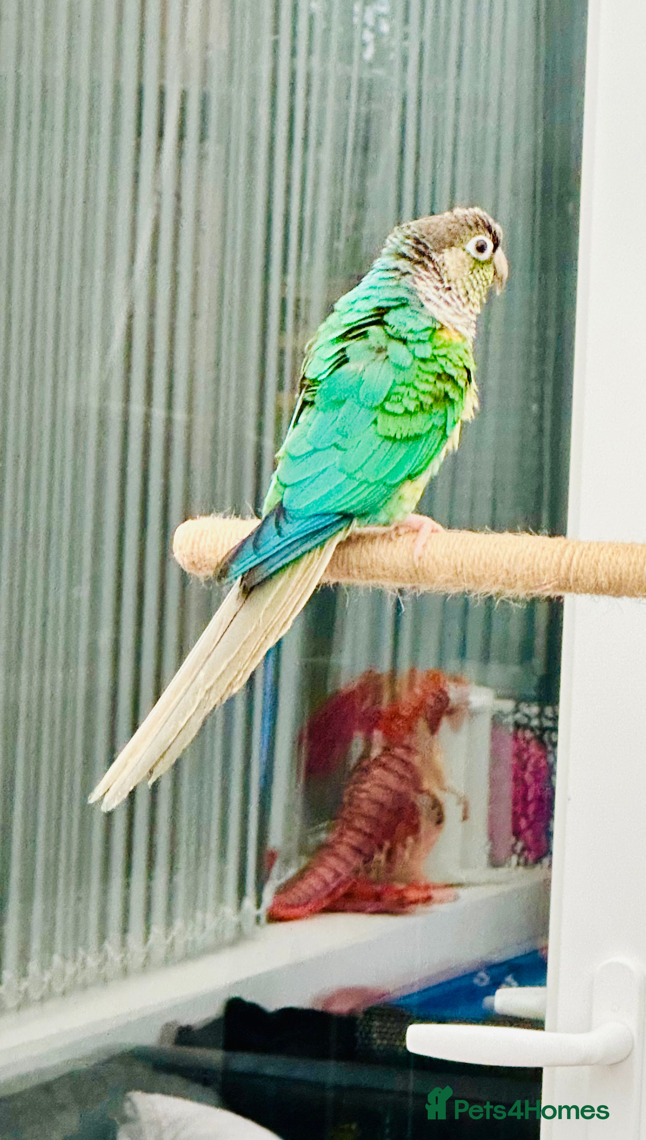 Conures birds RARE Colours Conures - Advert 16