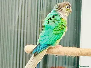 Conures birds RARE Colours Conures - Advert 16