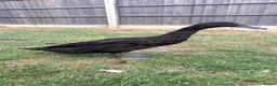 Ducks poultry for sale: 2 x female Cayuga x Indian runner ducks in Rugby - Advert 1
