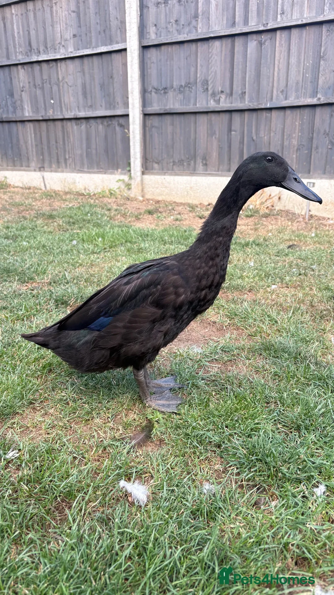 Ducks poultry for sale: 2 x female Cayuga x Indian runner ducks in Rugby - Advert 1