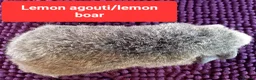 Guinea Pig rodents for sale: Rex sows/boars, Aby, cali guinea pigs. - Advert 9