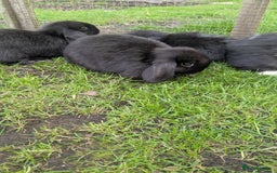 Mini Lop rabbits for sale: Mini lop babies. - Image 6