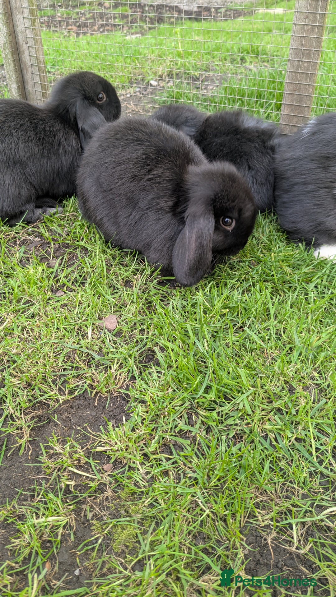 Mini Lop rabbits for sale: Mini lop babies. - Image 6
