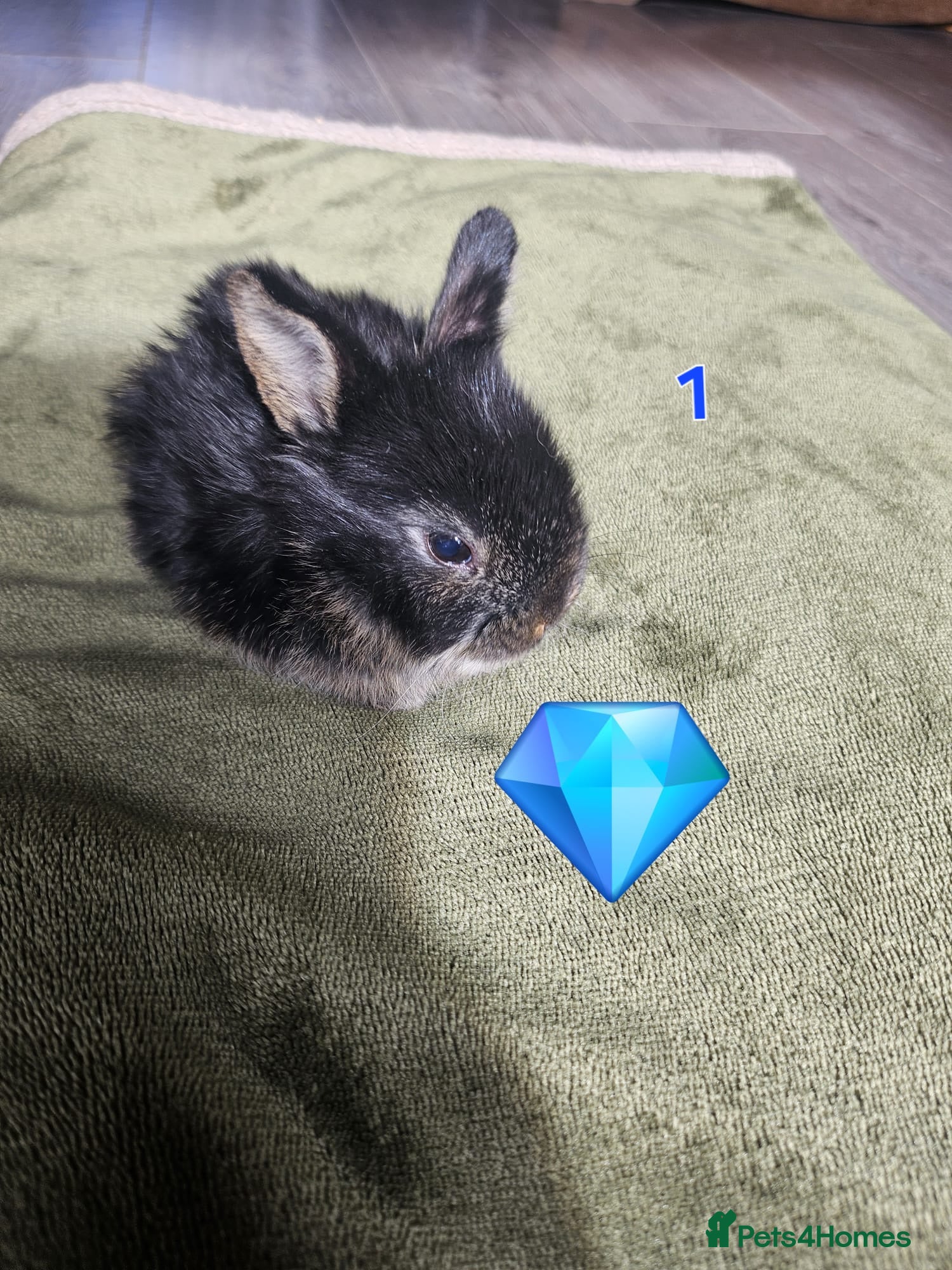 Mixed Breed rabbits  Rabbit Kits – Netherland Dwarf × Holland - Advert 4