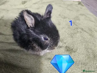 Mixed Breed rabbits Rabbit Kits – Netherland Dwarf × Holland - Advert 4