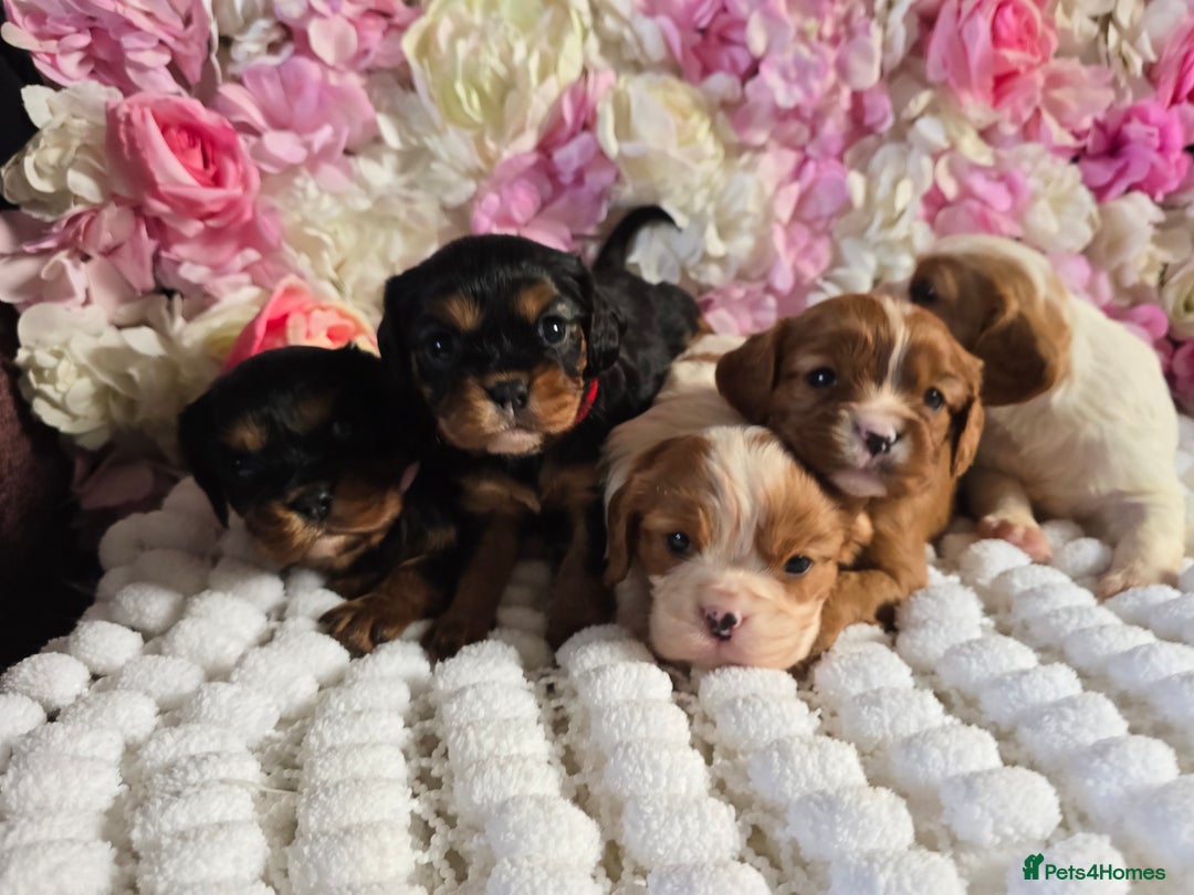 Cavalier King Charles Spaniel dogs for sale: Beautiful KC reg Cavalier King Charles Puppies  - Advert 8