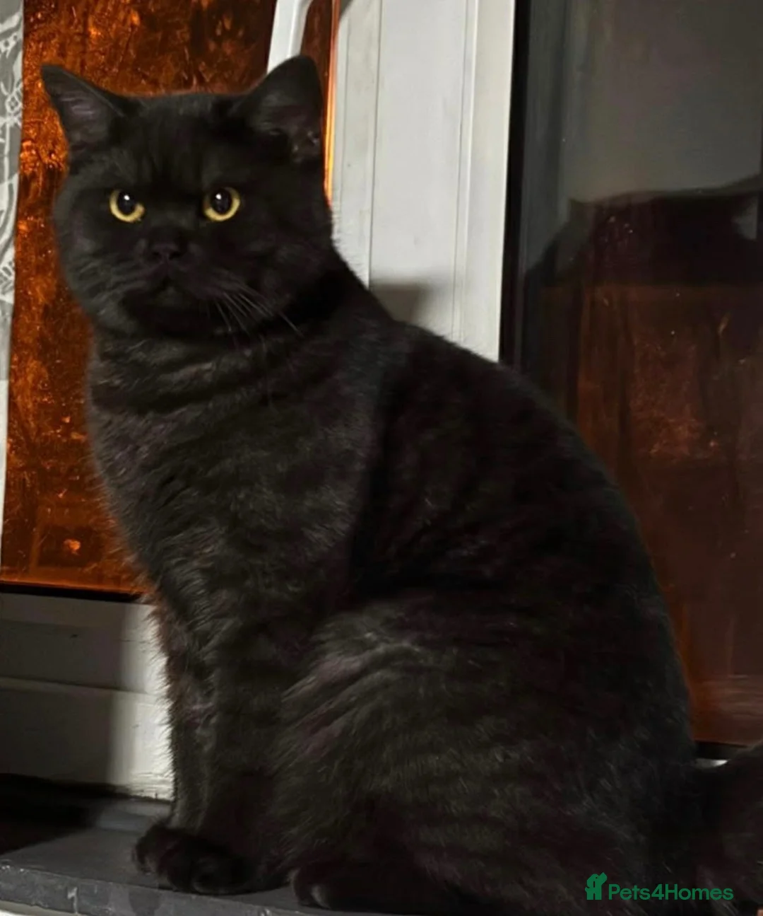 British Shorthair cats for sale: British short hair X Scottish fold  in Lincoln - Advert 6