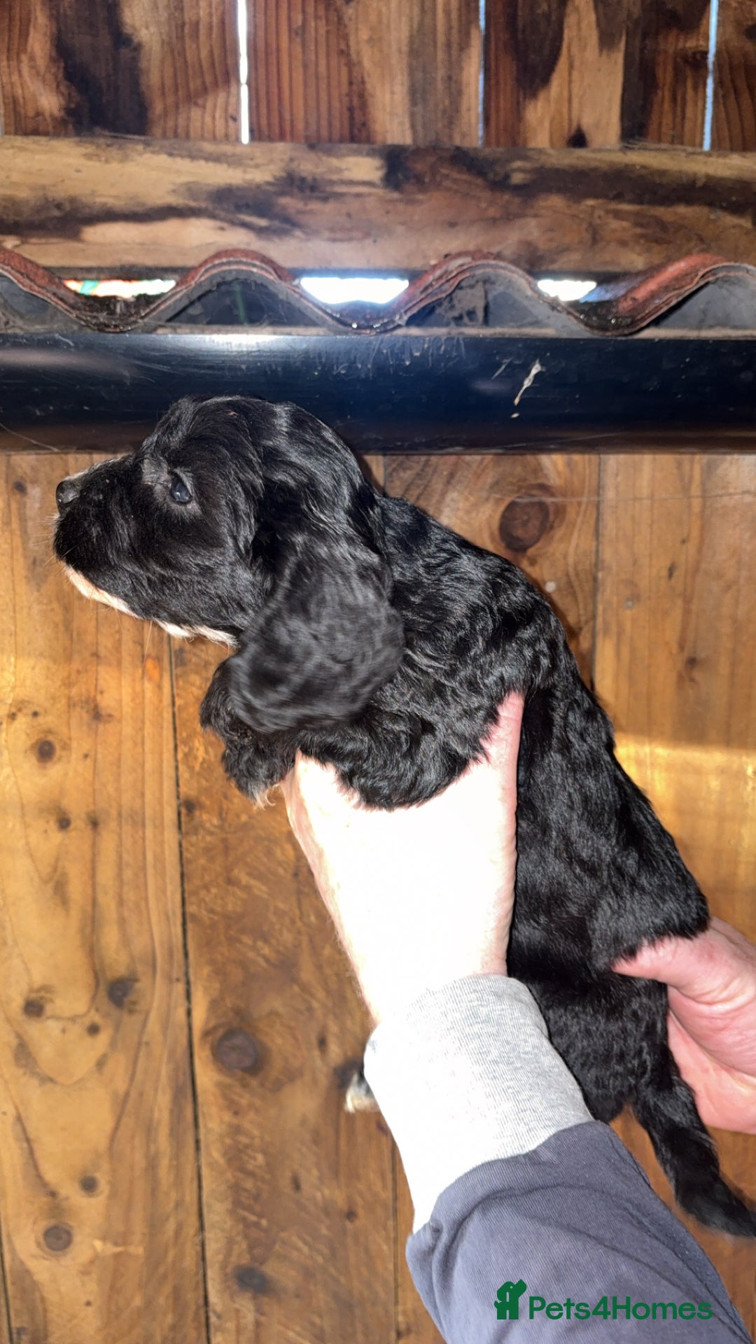 Cockapoo dogs for sale: Beautiful F1 Cockapoo puppies available  - Advert 6