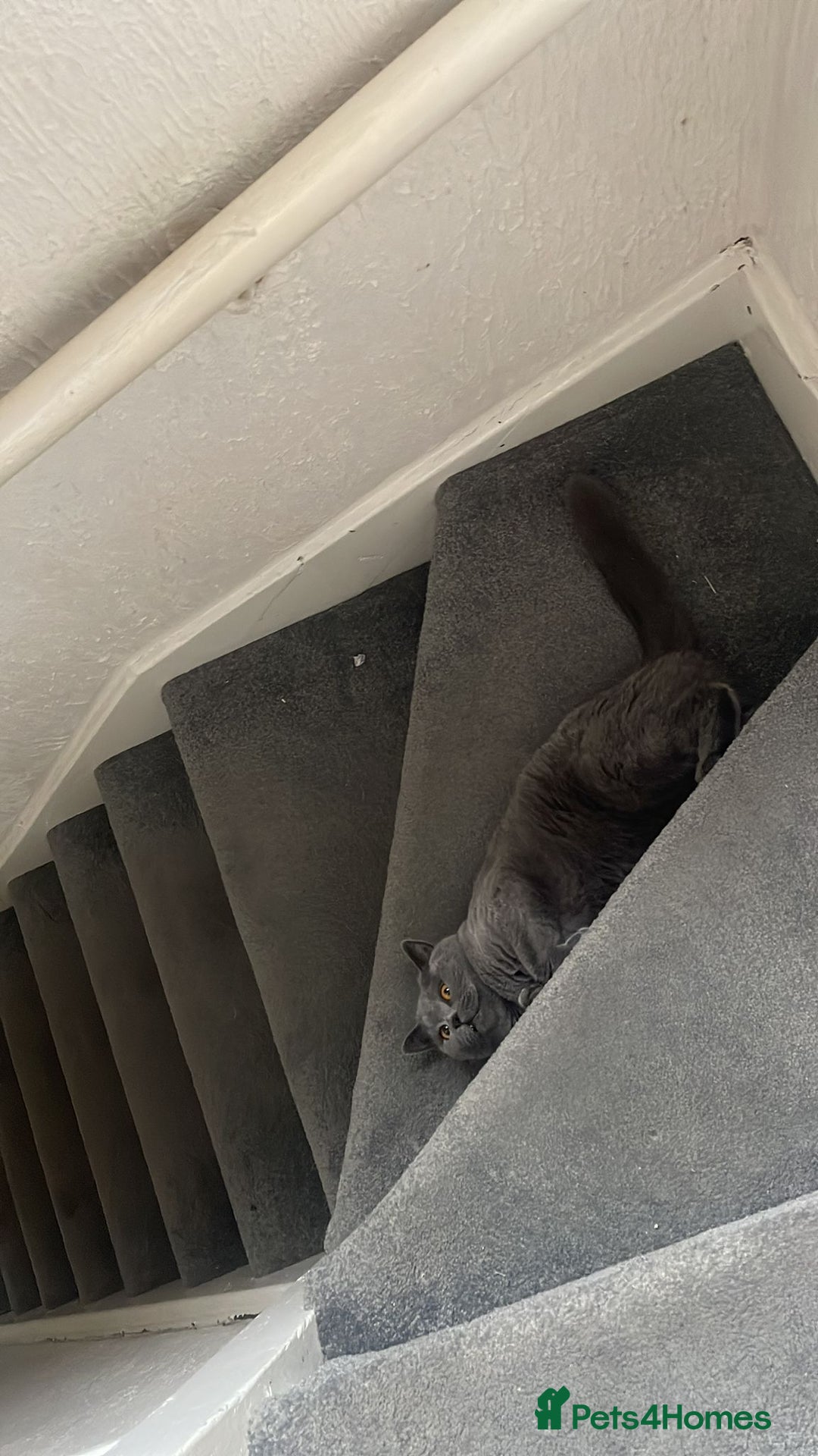 British Shorthair cats for sale: 4 Yr old Female BLUE BSH True pedigree - Image 8