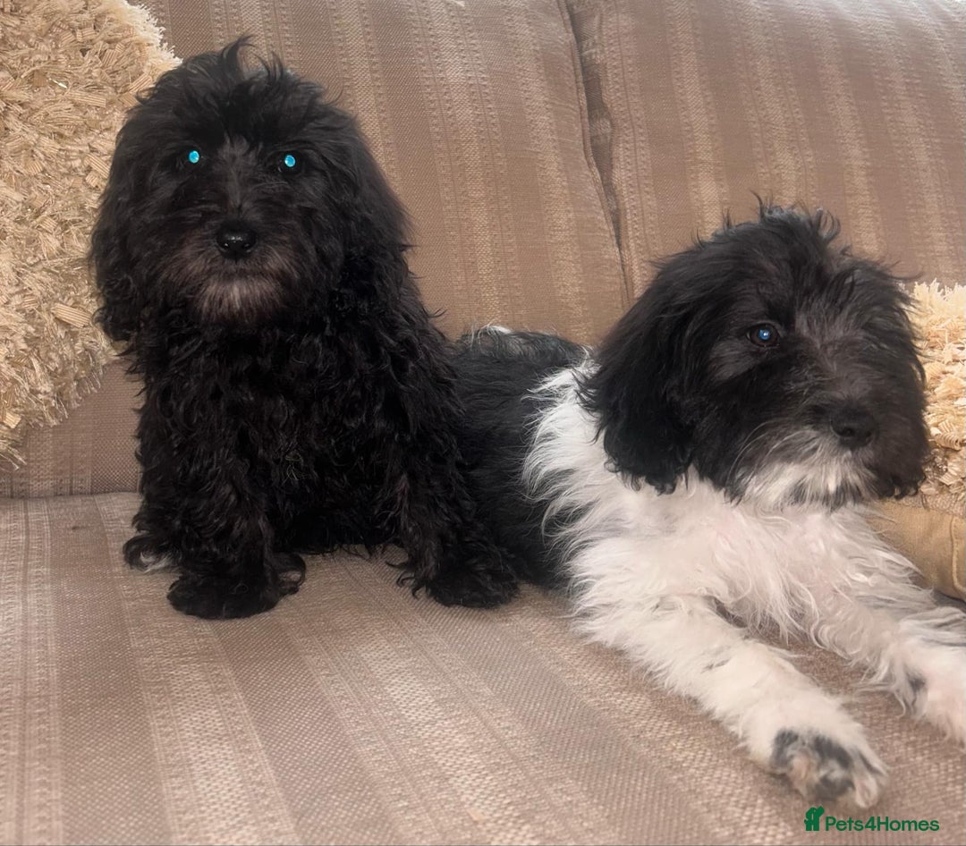 Cockapoo dogs for sale: Stunning cockapoos male&female - Image 10