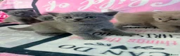 British Shorthair cats for sale: Amazing British shorthair kittens!!!… in Grays - Advert 19