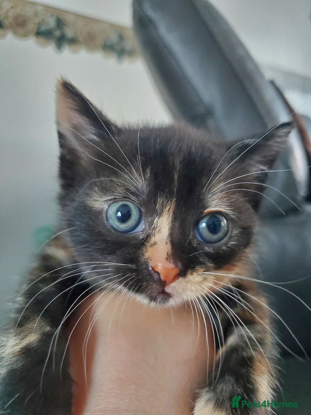 British Shorthair cats for sale: 2 kittens  in Wigan - Advert 1