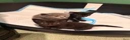 Mixed Breed cats for sale: 2 beautiful black kittens in Tavistock - Advert 10