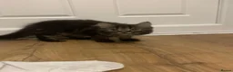 Mixed Breed cats for sale:  Persian kittens for sale  - Advert 26