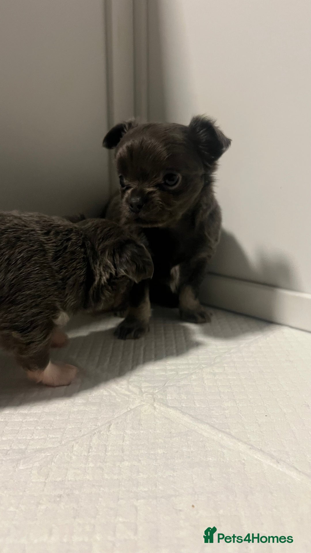Chihuahua dogs for sale: Stunning Chihuahua Puppies ⭐️ - Advert 18