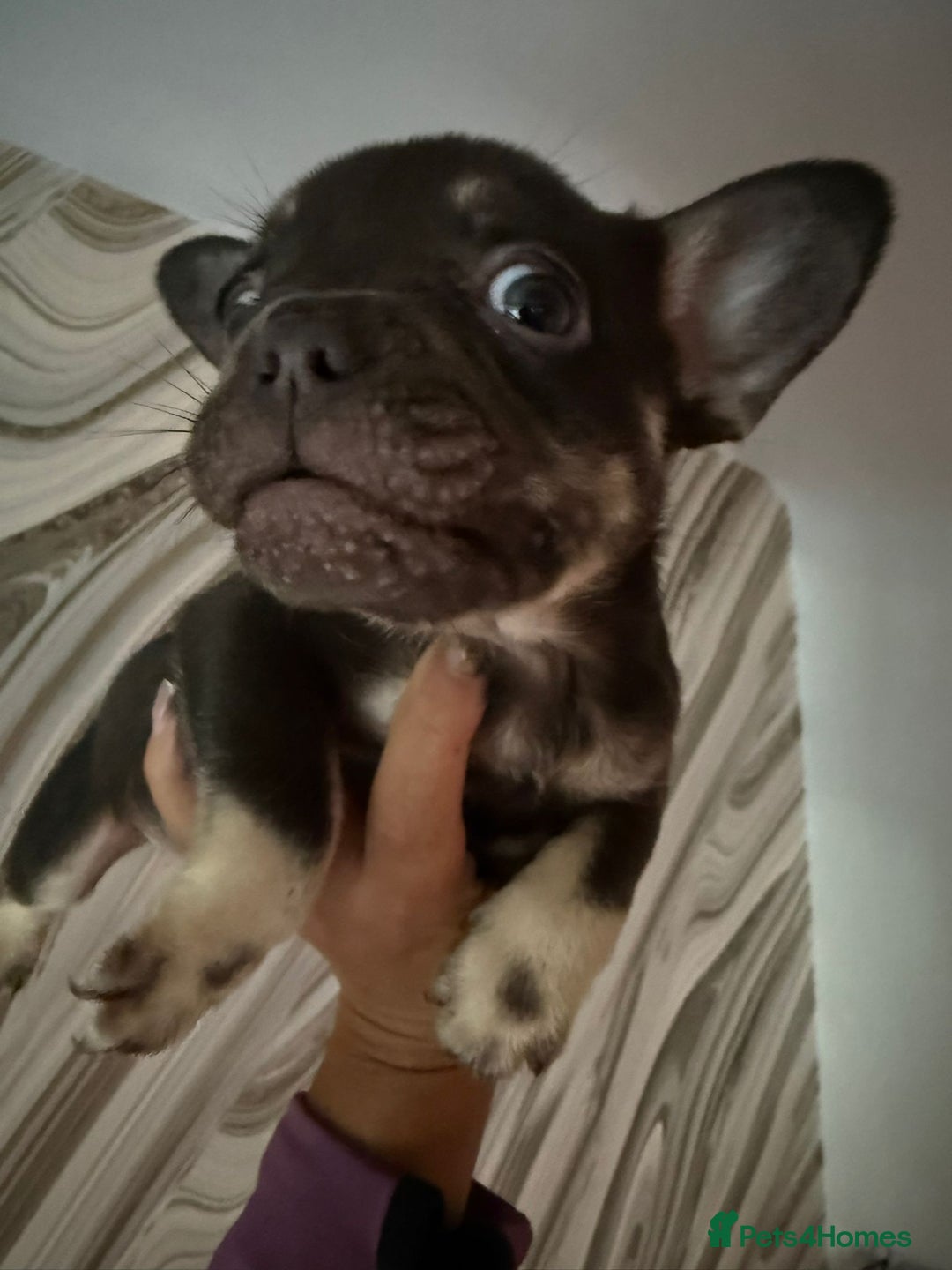 French Bulldog dogs for sale: Pedagree & KC registered French bulldog - Image 15