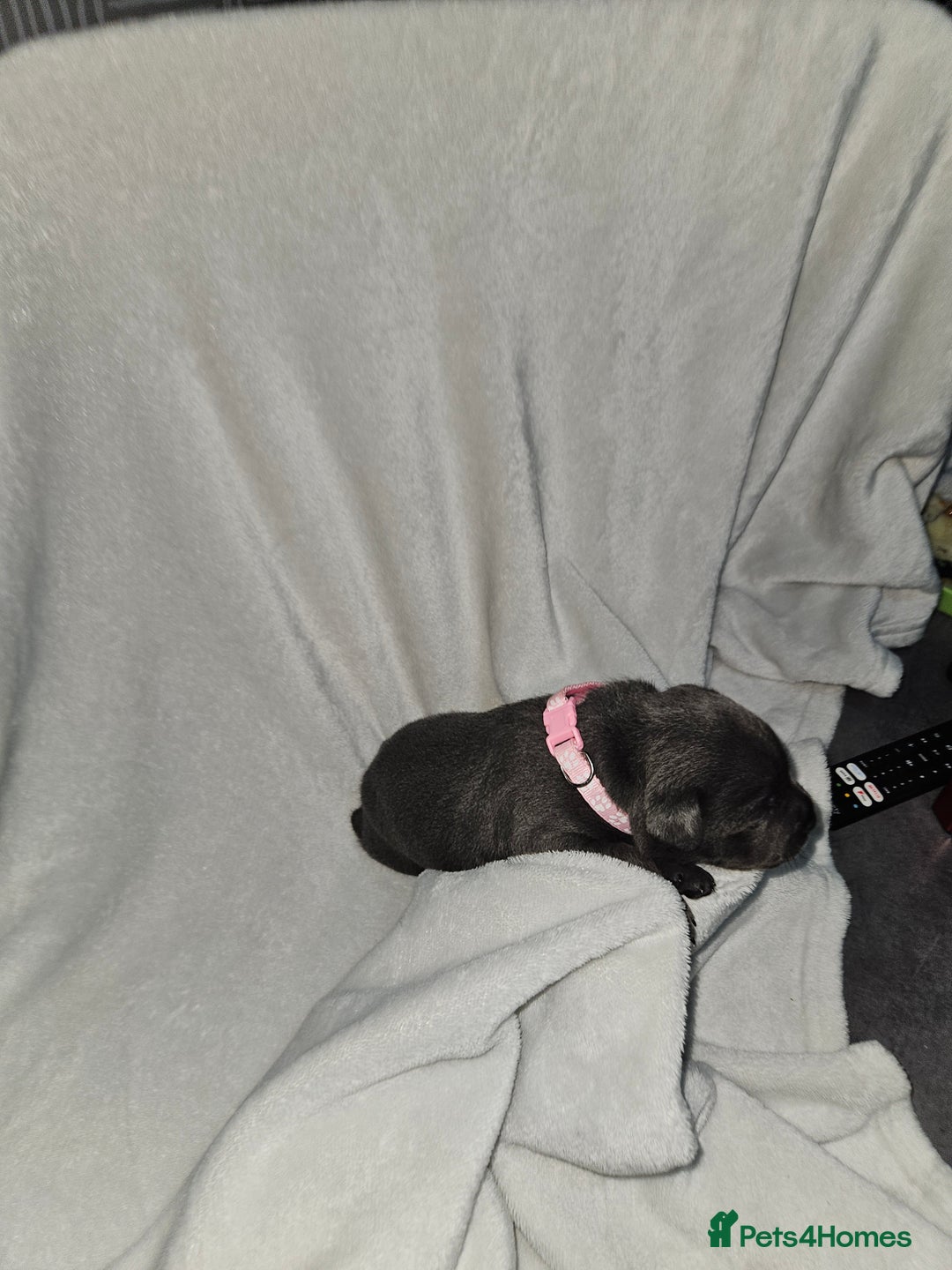 Staffordshire Bull Terrier dogs for sale: Beautiful chunky blues! - Advert 22