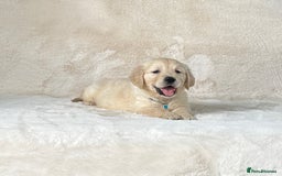 Golden Retriever dogs for sale: Stunning golden retriever puppies for sale  - Image 20