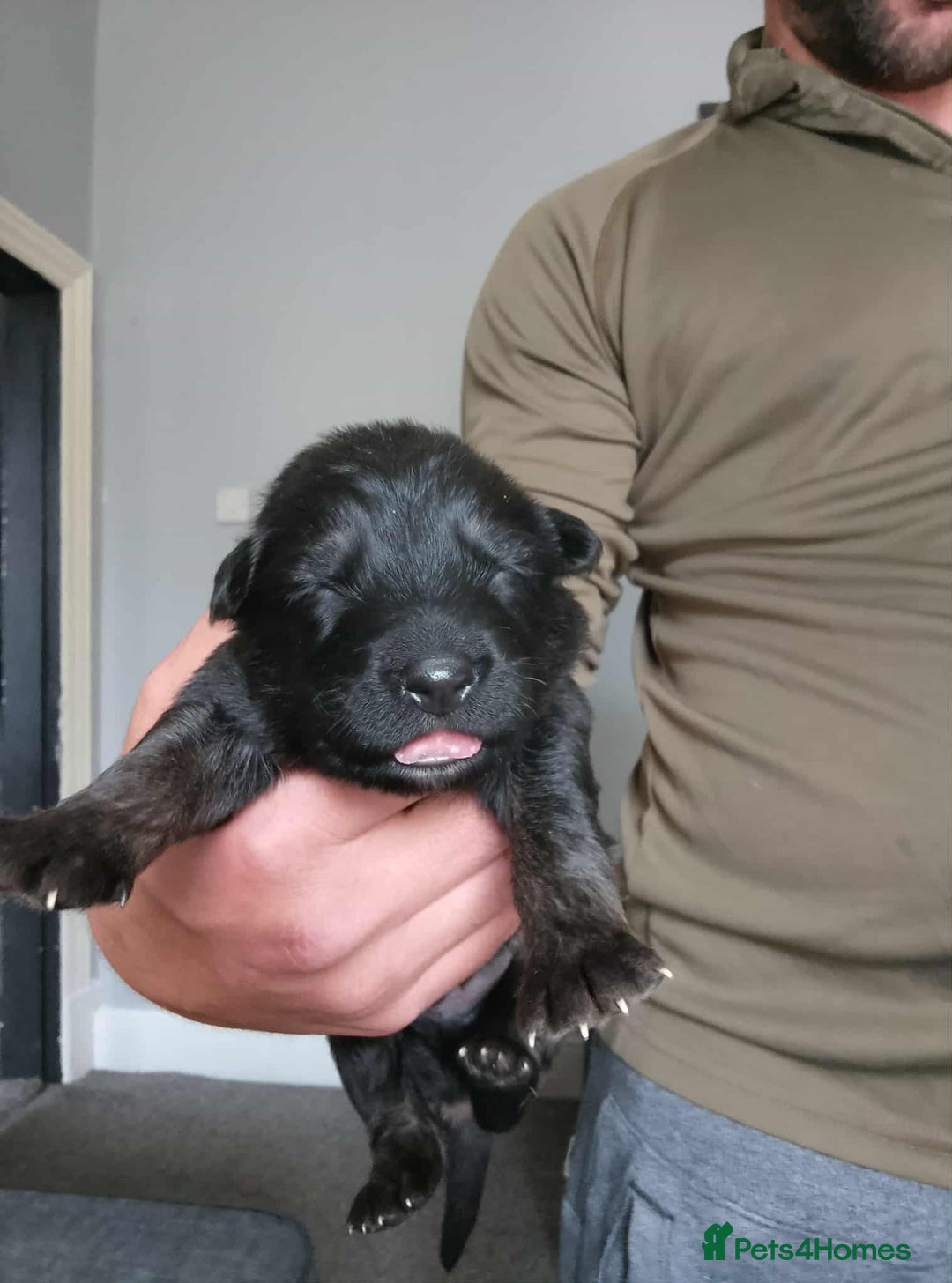 German Shepherd dogs for sale: Beautiful chunky German shepherd pups - Image 12