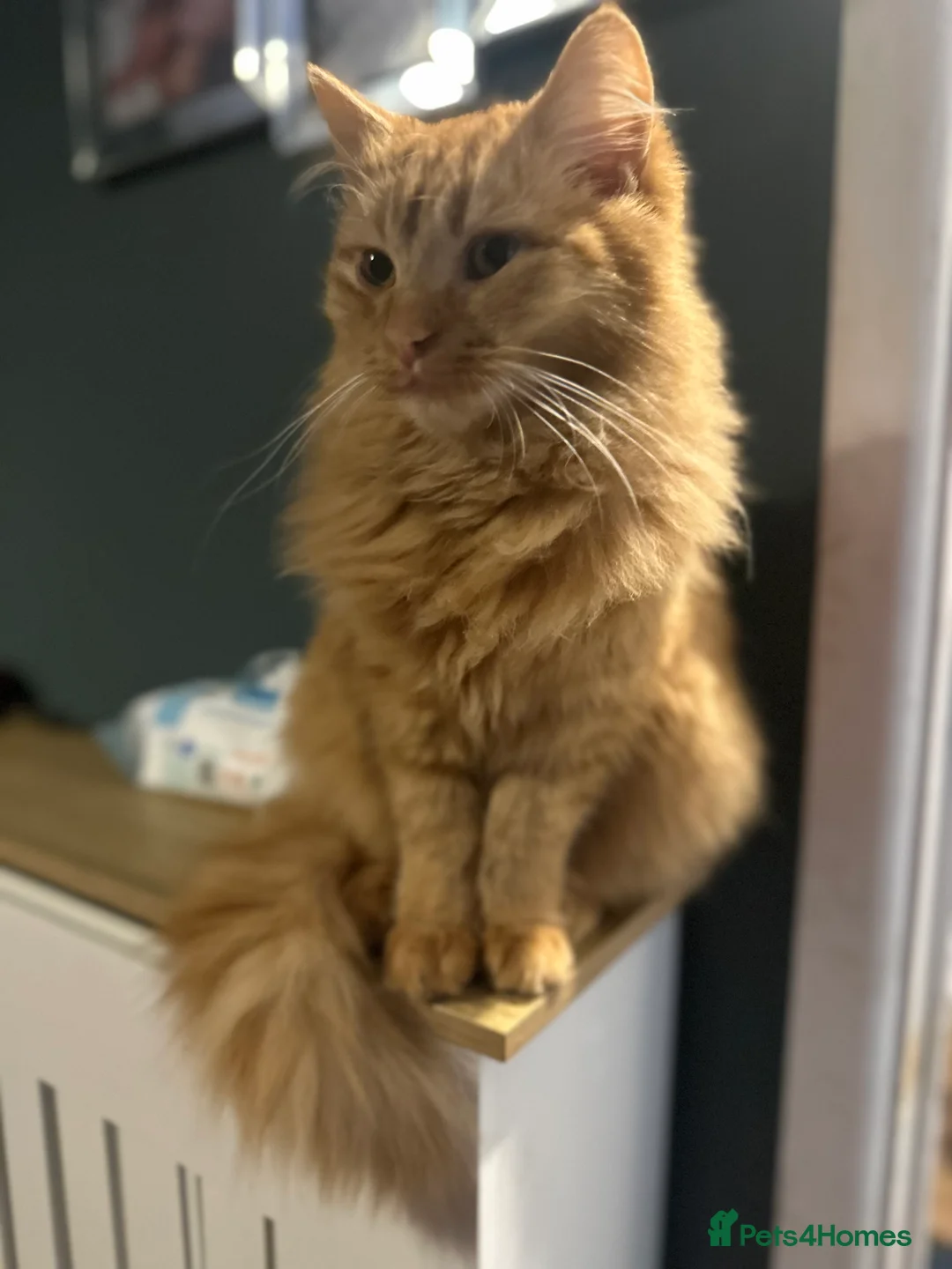 Mixed Breed cats for sale: 7 month old tom cat - Advert 4