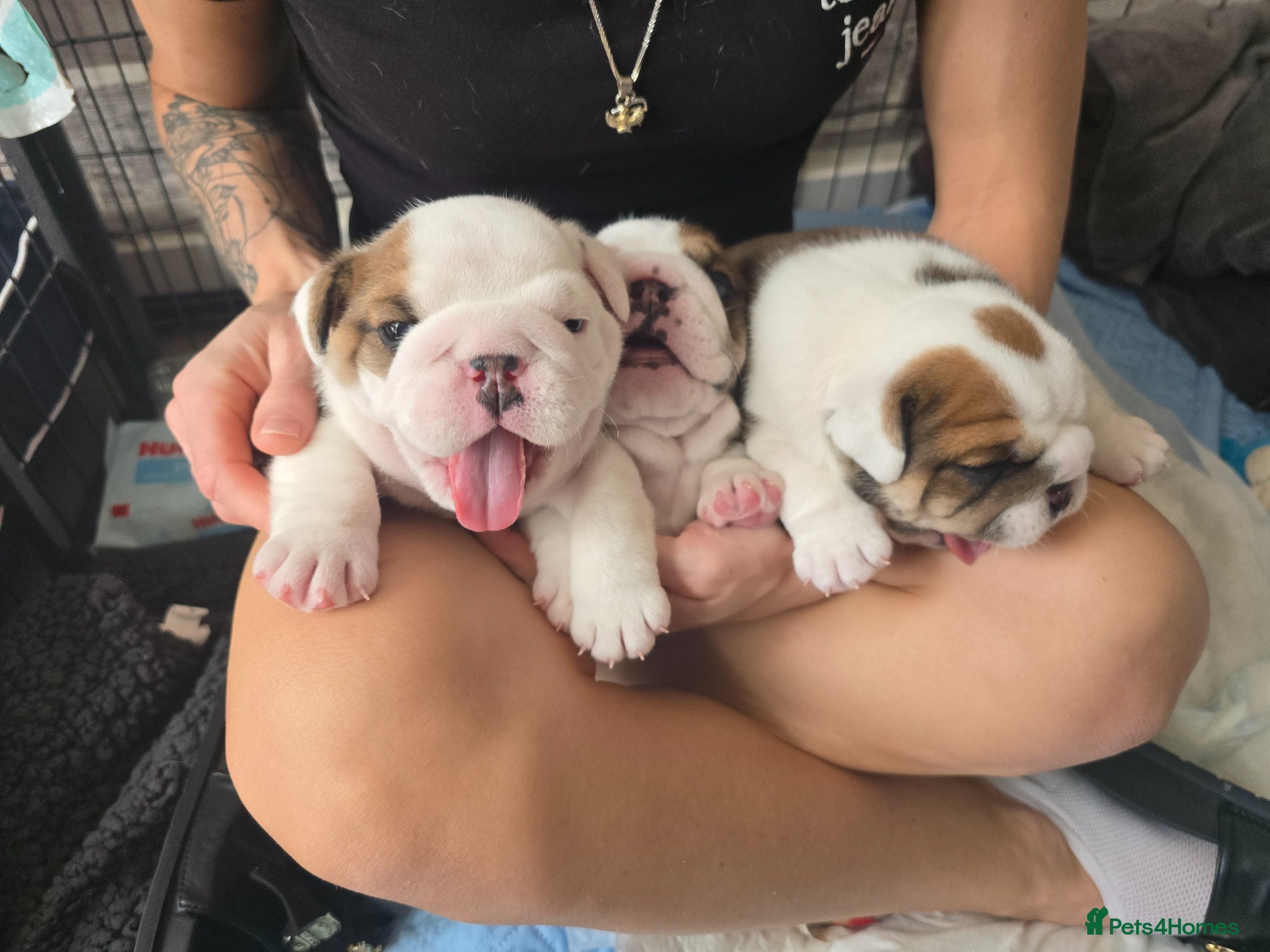 English Bulldog dogs 🐶 🔥KC registered English bulldog puppies✨️🔥 - Advert 5