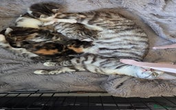 Mixed Breed cats for sale: Mixed colour tabby kittens - Image 11