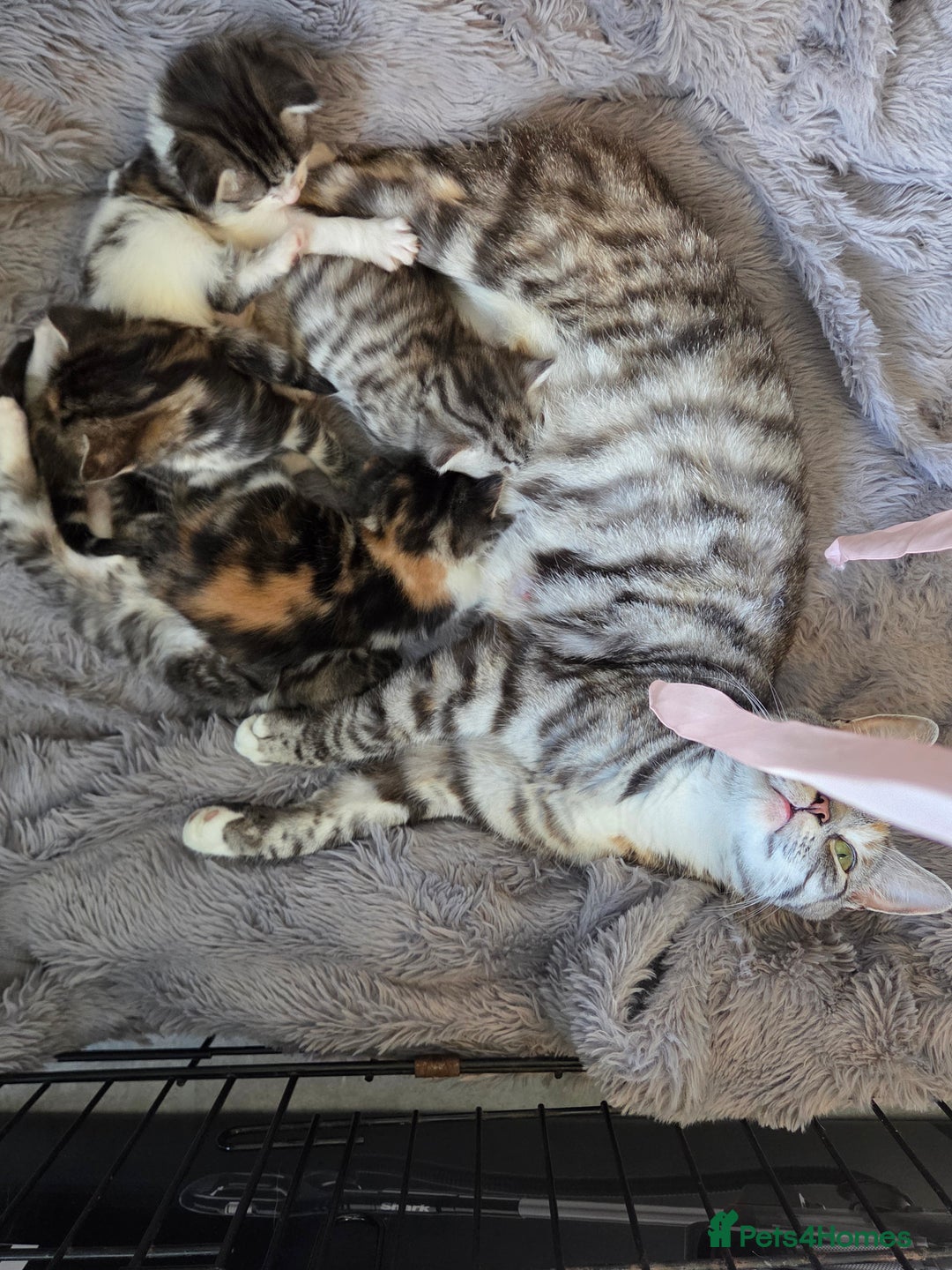 Mixed Breed cats for sale: Mixed colour tabby kittens - Image 11