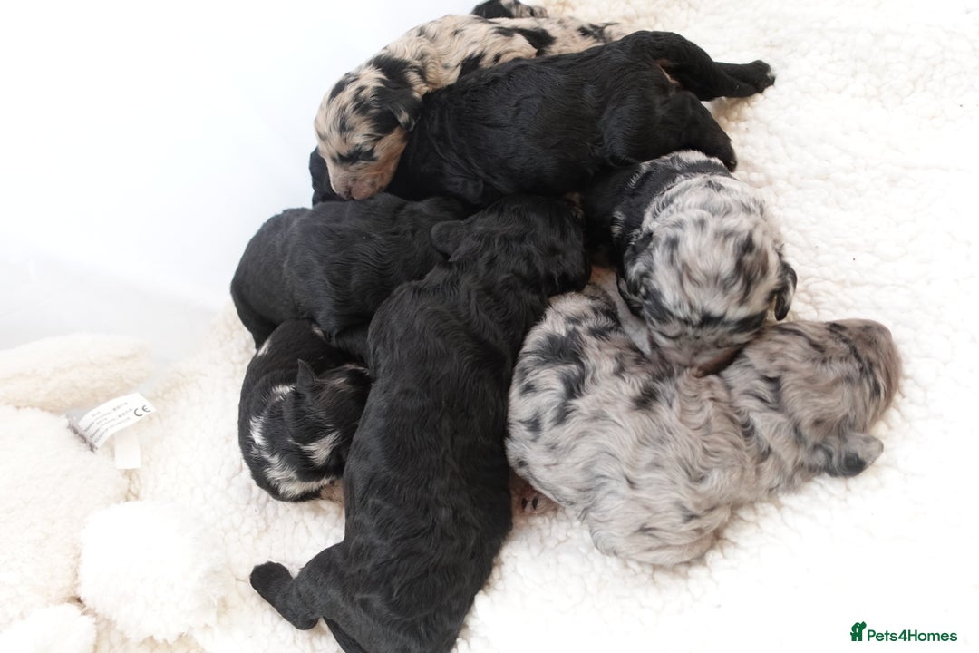 Sheepadoodle dogs for sale: Mini Sheepadoodle the wait is over!  - Image 15