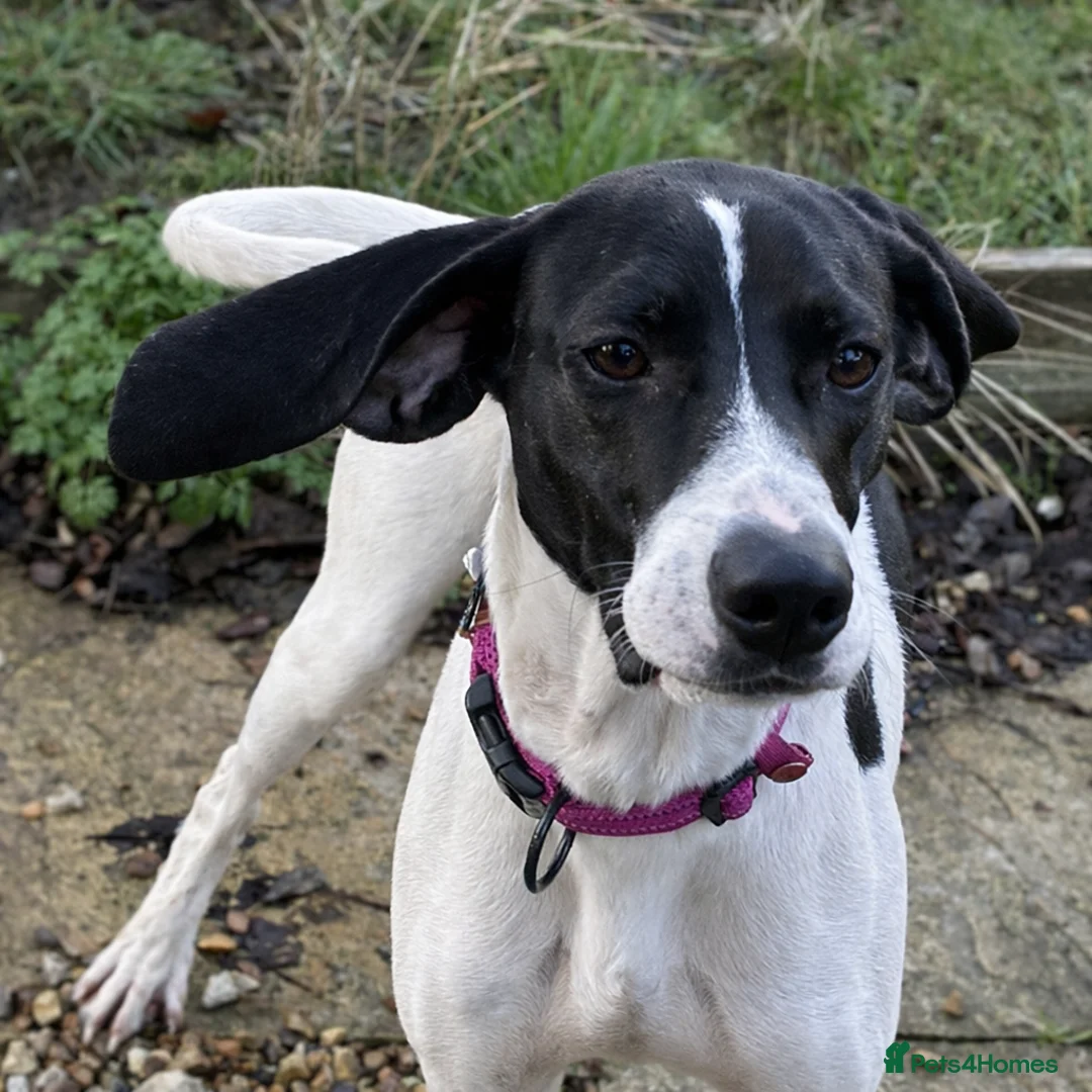 Pointer dogs for adoption: Oliver.From Broken to Brave.Ready for Forever Home - Advert 4
