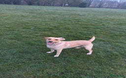 Labrador Retriever dogs for stud: she 3 years old  - Image 3