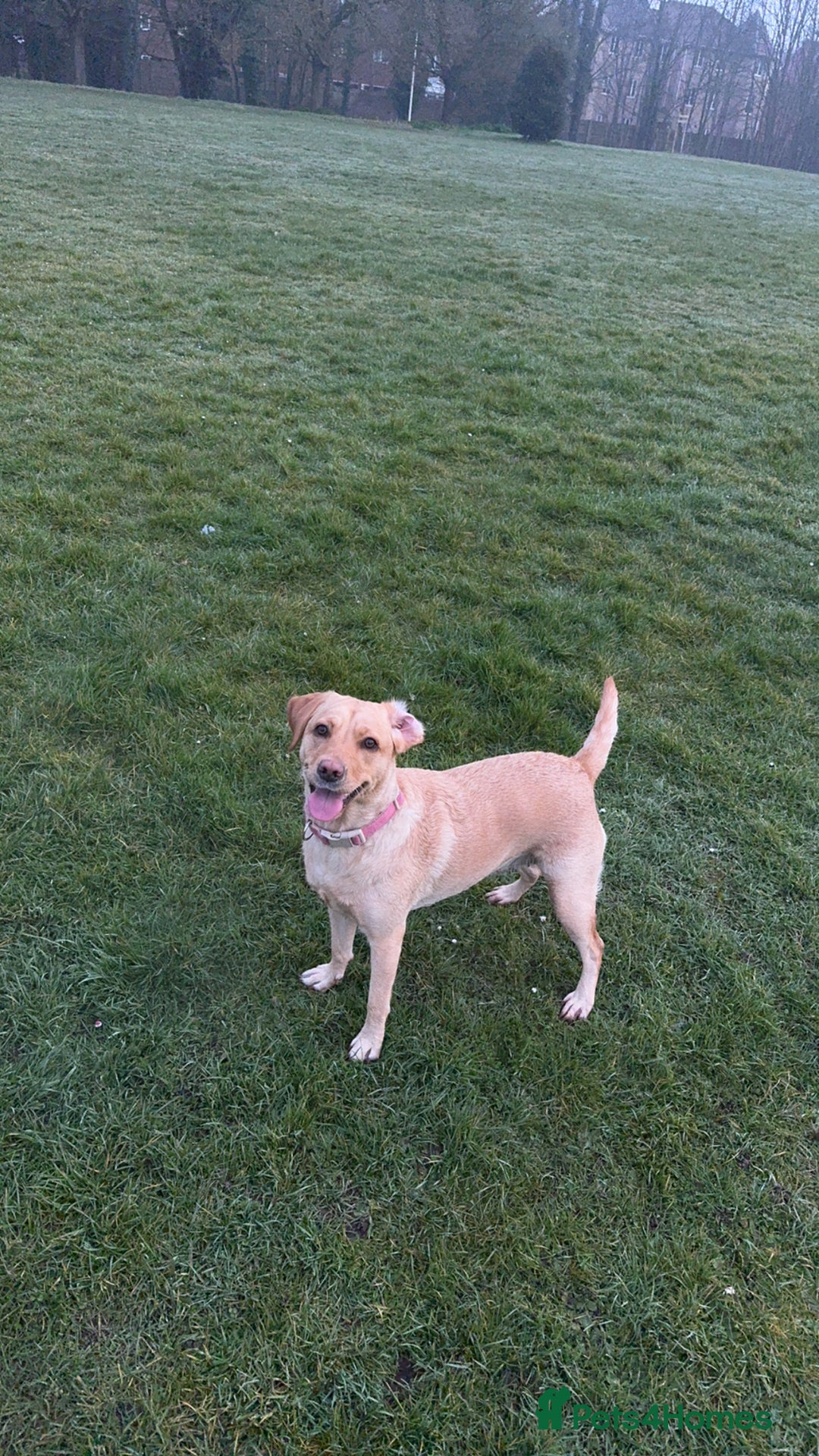 Labrador Retriever dogs for stud: she 3 years old  - Image 3