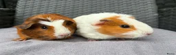 Guinea Pig rodents for sale: Sows and Trio of Boars  - Advert 21