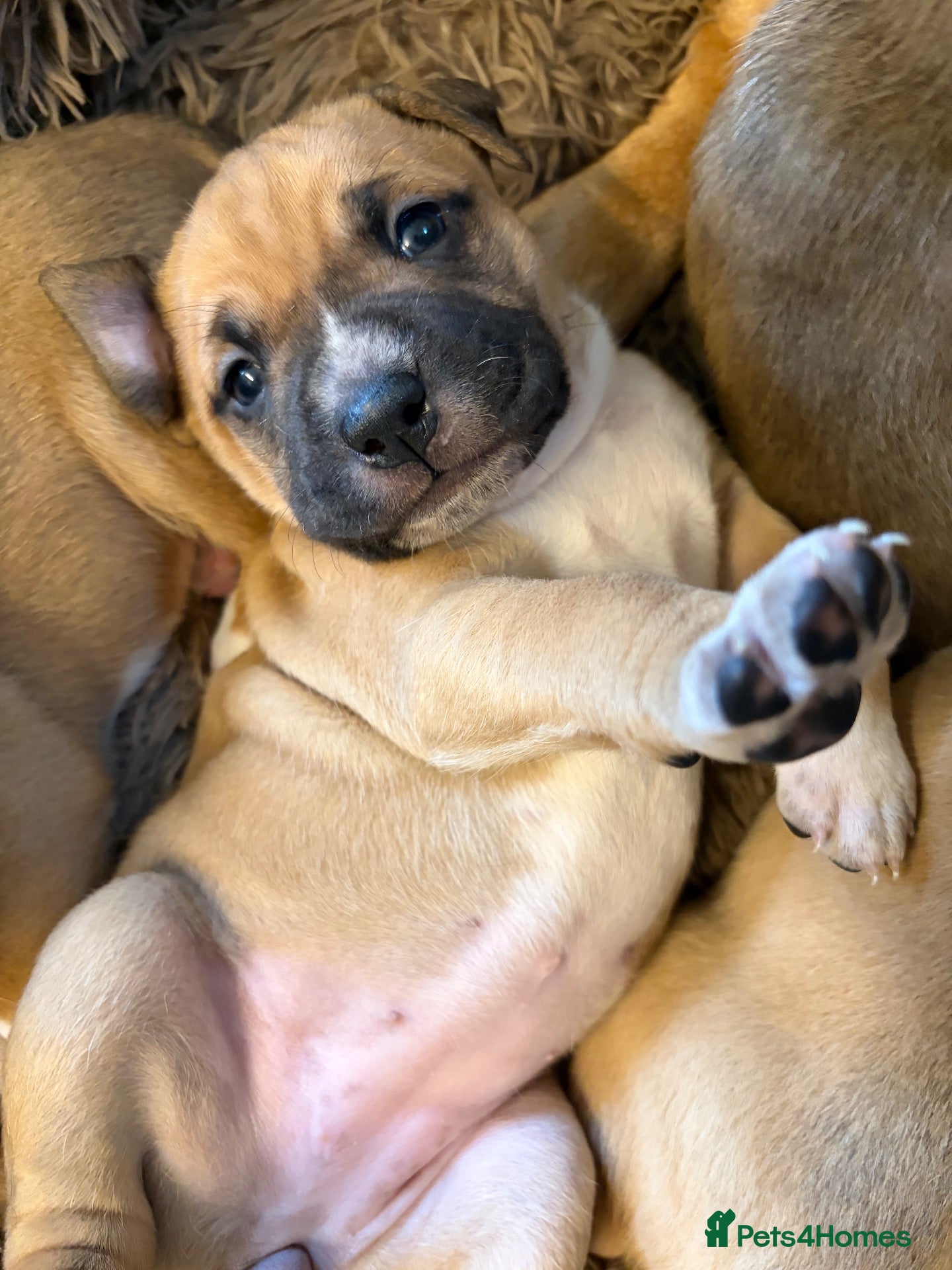 Mixed Breed dogs Mastiff Mix - Advert 2