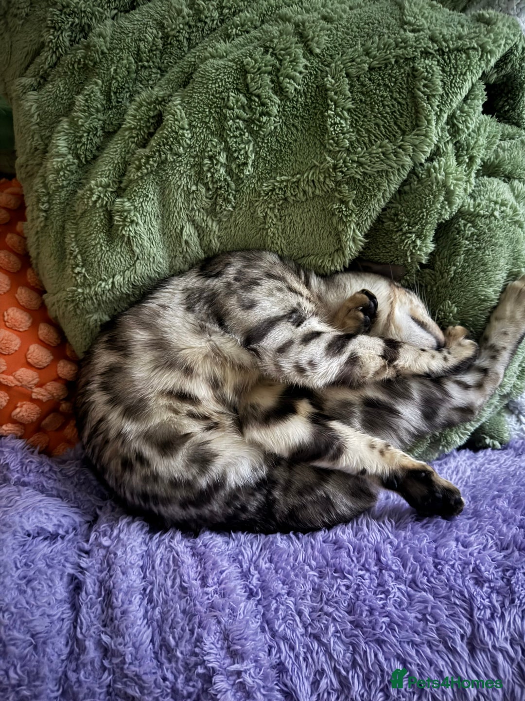 Bengal cats for sale: Rehoming Silver Bengal  - Image 3