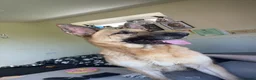 German Shepherd dogs for sale: female german shepherd  in Cannock - Advert 1