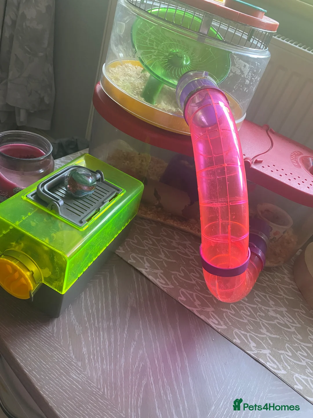 Mouse rodents for sale: Mouse in Sittingbourne - Advert 3