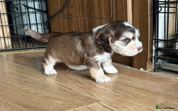 Cocker Spaniel dogs for sale: Beautiful sable puppies - Image 14