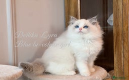 Ragdoll cats for sale: TICA Reg. Championship bloodline Ragdoll Kittens - Image 4