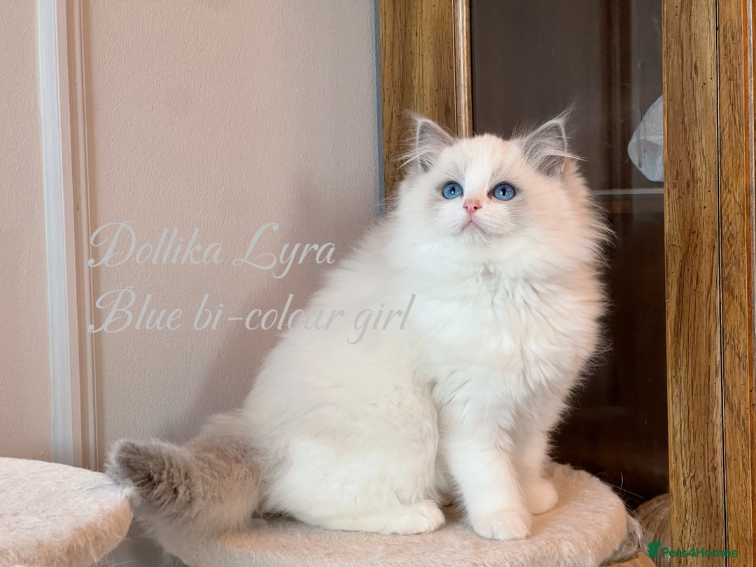 Ragdoll cats for sale: TICA Reg. Championship bloodline Ragdoll Kittens - Image 4