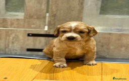 Cocker Spaniel dogs for sale: Golden KC working cocker spaniel puppies  - Image 5